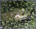 frog 2