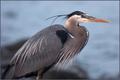 SPSP Heron 1