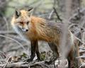 Harpers Ferry Fox