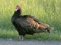 Turkey Vulture