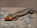 Broadhead Skink