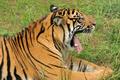 tired tiger
