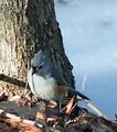 Tufted Titmouse