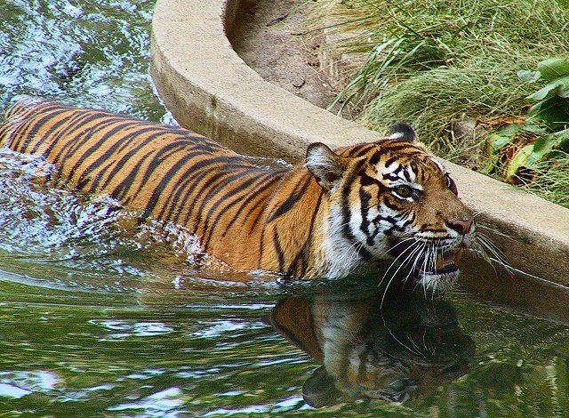 Tigers at WZP 9-2-04 C