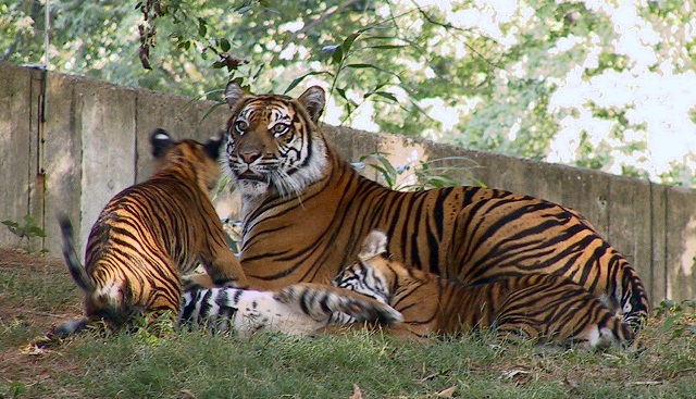 Tigers at WZP 9-2-04 A