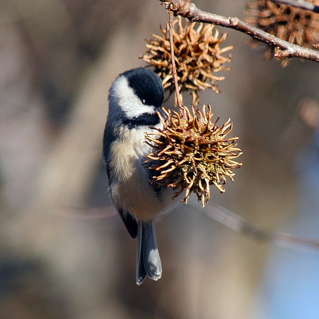 Black-capped Chickadee