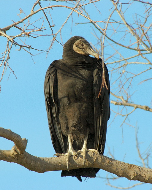 Black Vulture