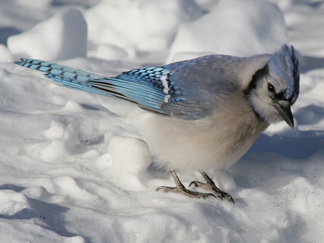 Blue Jay in March Snow