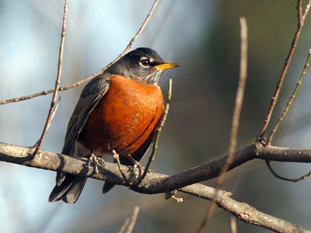 simply a robin