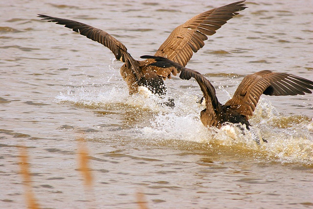 landing