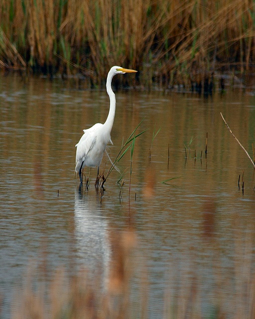 egret