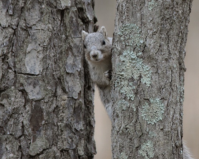 Delmarva Fox Squirel