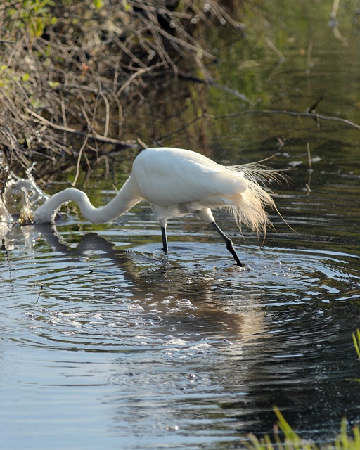 egret feeding