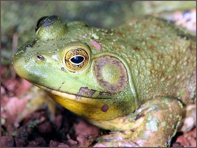 in a frog's eye