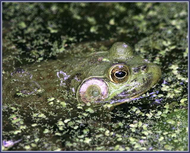 frog 2