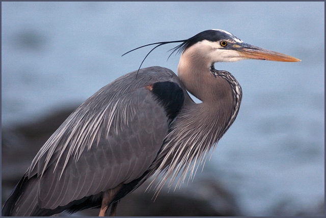 SPSP Heron 1