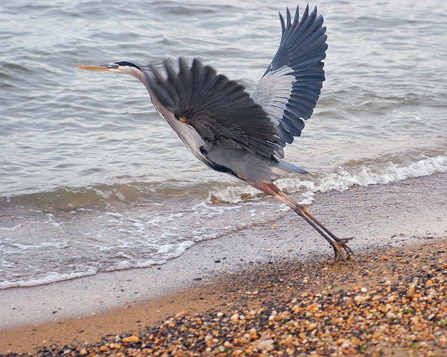 SPSP Heron 2
