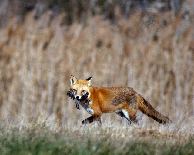 Bombay Hook Fox