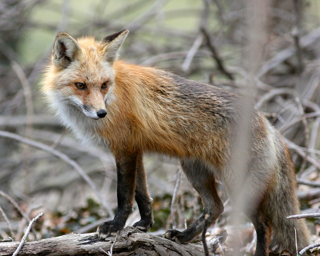 Harpers Ferry Fox
