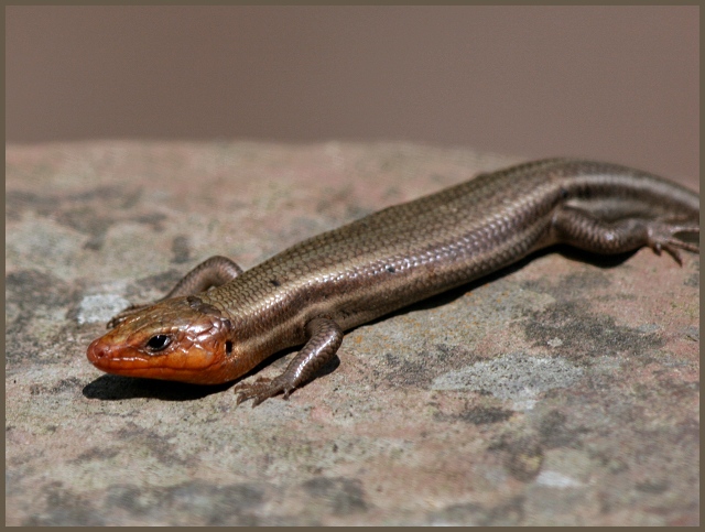 Broadhead Skink