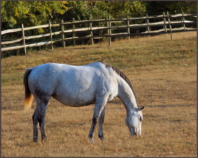 gray mare