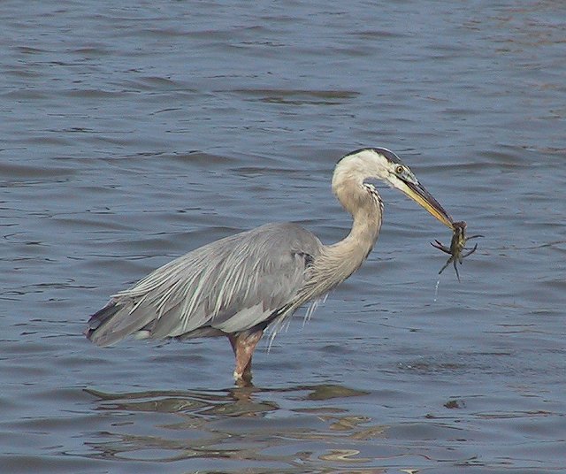 blue eats blue