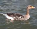 goose.jpg