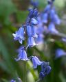 bluebells.jpg