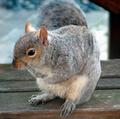 squirrel.jpg