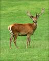 Stag