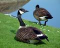 Canada Geese