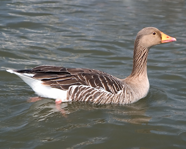 goose.jpg