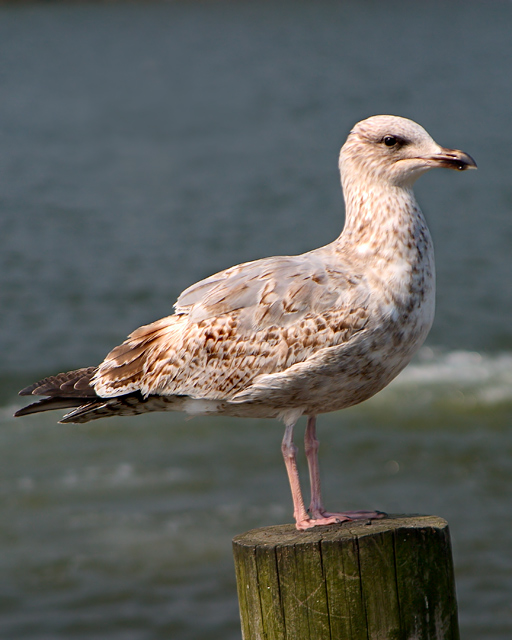 Gull.jpg