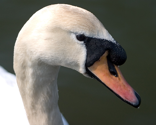 Swan.jpg