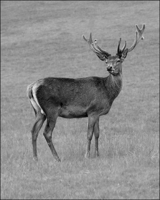 Stag-DSCF_0036bw.jpg