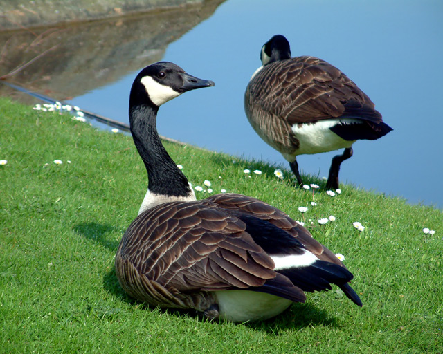 Canada Geese