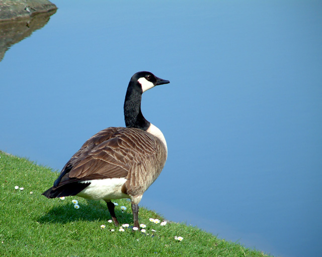 Canada goose