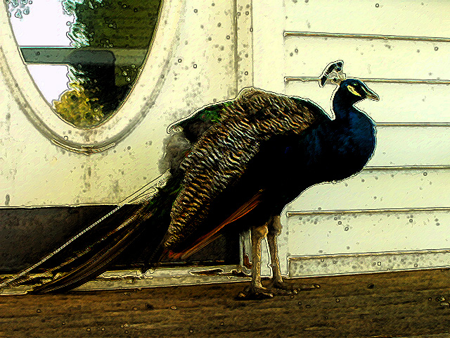 Peacock