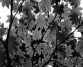 Nature's Umbrella I