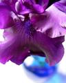Purple Iris