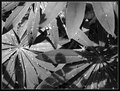 Drops