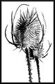 Spiny Dancer II
