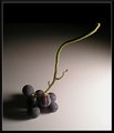 Dainty Harvest - Color