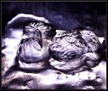 Ice Art II