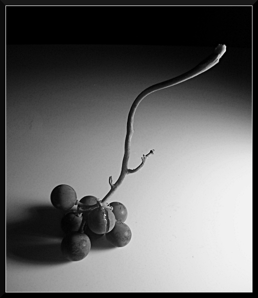 Dainty Harvest - BW