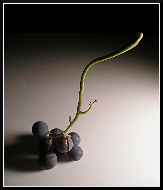Dainty Harvest - Color