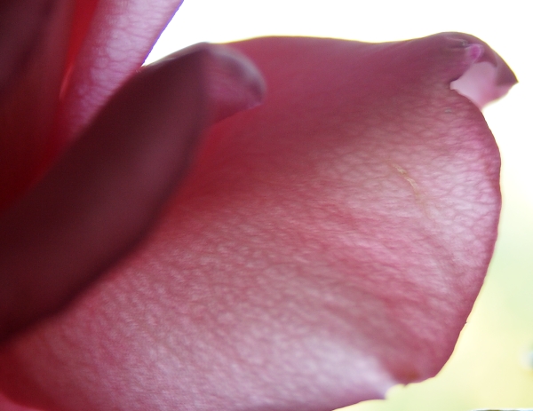 Mac-rose