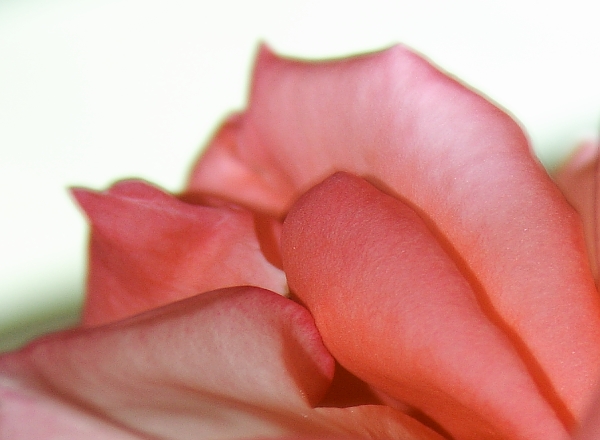 Petal Abstraction