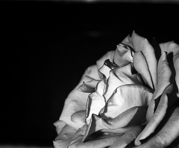 Fleur