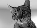 Savannah Cat